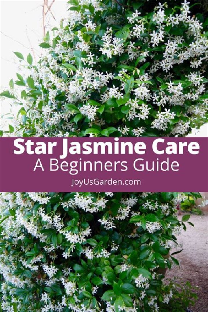 When can I plant star jasmine?