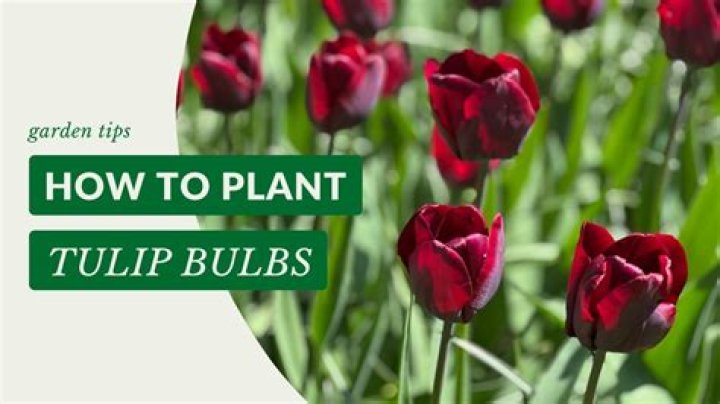 When can Tulips be planted?