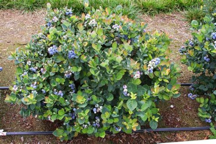 When can you buy blueberry plants?