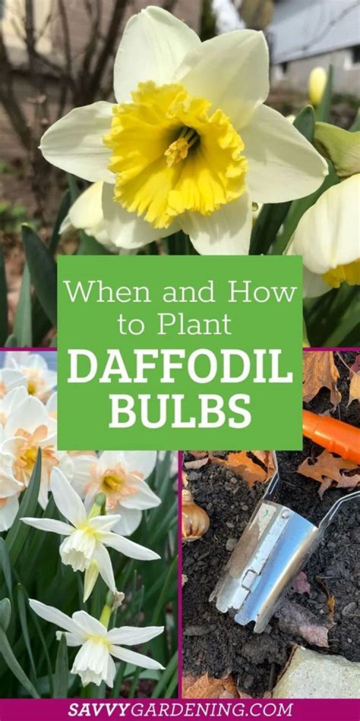 When can you dig up daffodil bulbs?