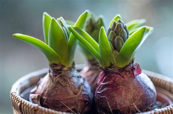 When can you dig up iris bulbs and replant them?