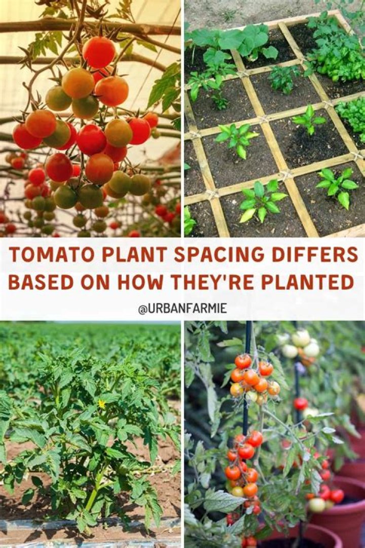 When can you plant Daphne?