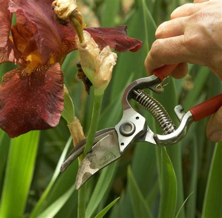 When should bearded iris be divided?