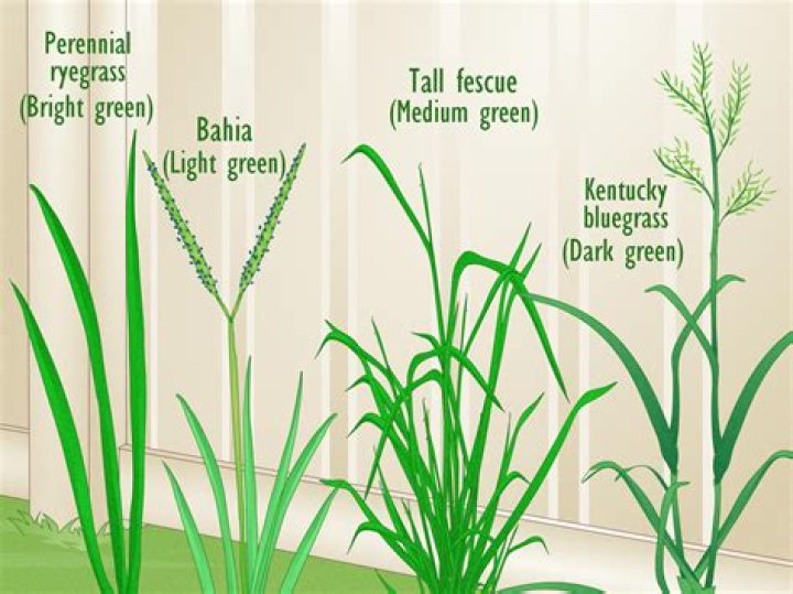 When should I plant grass seed in Adelaide?
