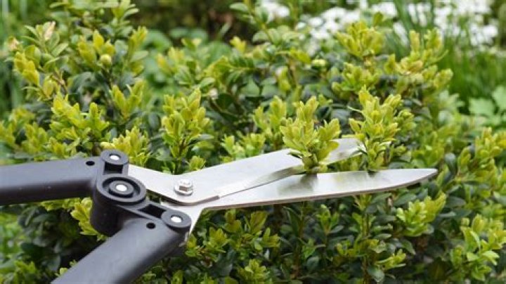When should I prune lavender?
