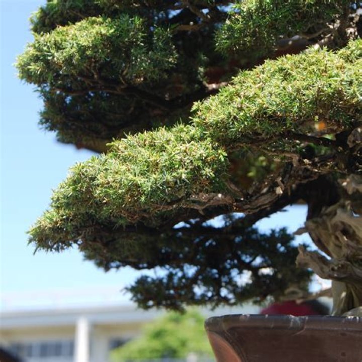 When should I prune my Correa?