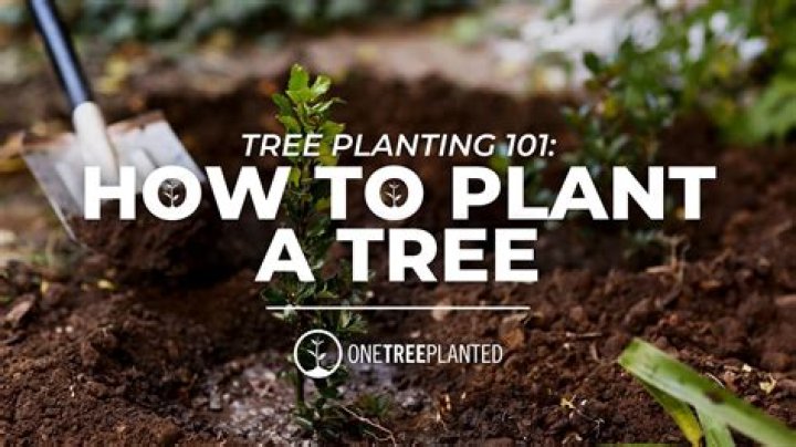When should you plant a tree?