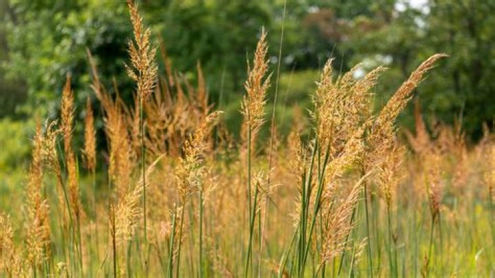 When should you plant Indian grass seed?