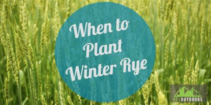 When should you plant rye?