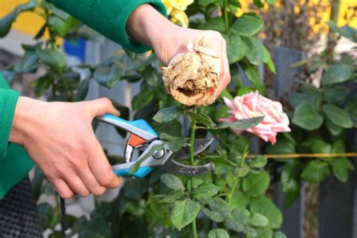 When should you prune roses in South Africa?