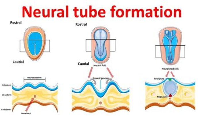 When the neural tube is formed?