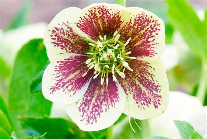 Where are hellebores native? | ContextResponse.com