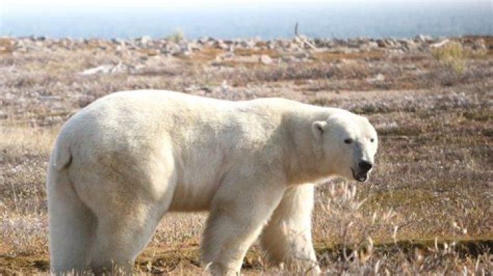 Where are polar watches from?