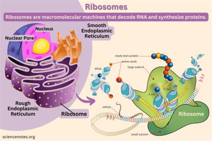Where are ribosomes assembled in eukaryotic cells?