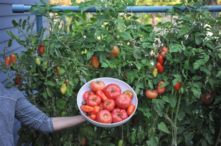 Where are Roma tomatoes grown?
