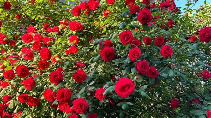 Where are roses grown in California?