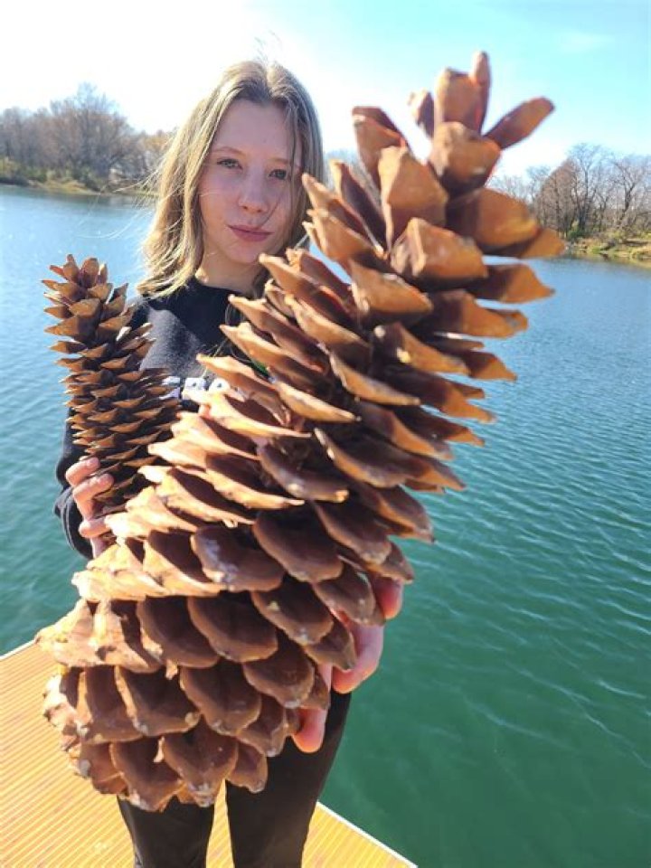Where are the biggest pine cones?