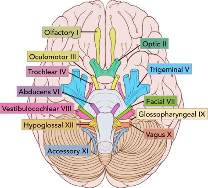 Where are the cranial nerves located?