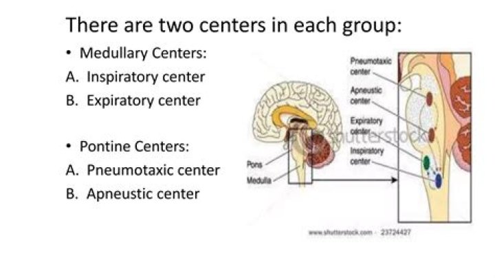 Where are the Pneumotaxic and Apneustic centers located?