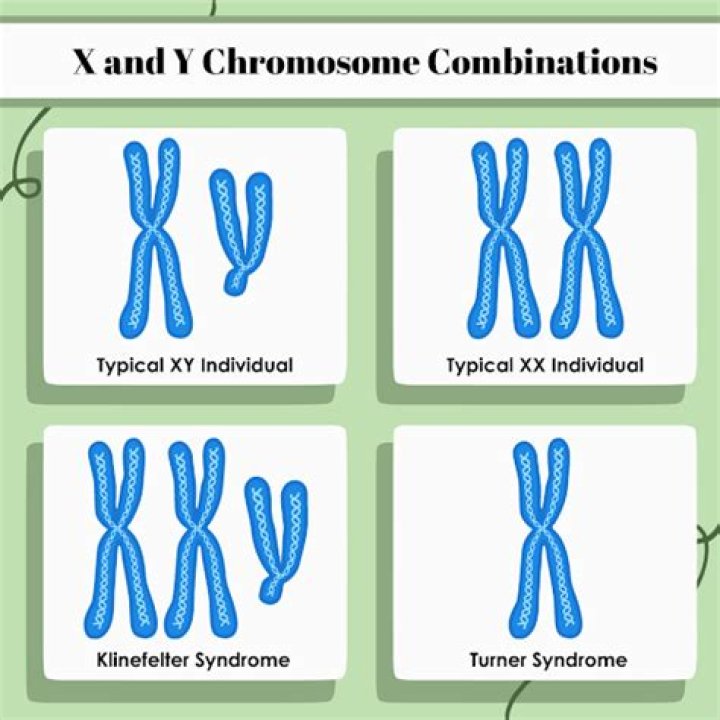 Where are the XY chromosomes?