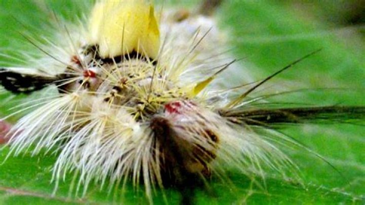 Where are tiger swallowtail caterpillars found?