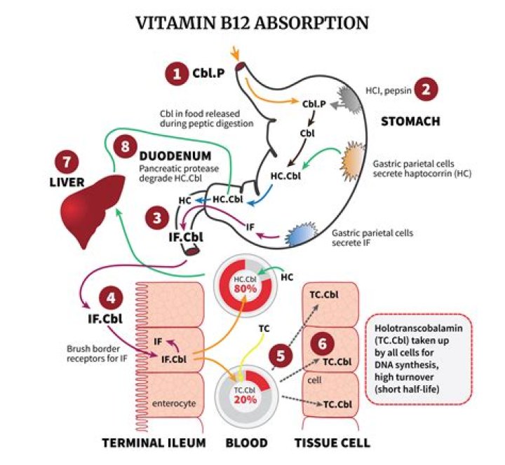 Where are vitamins absorbed in the GI tract?