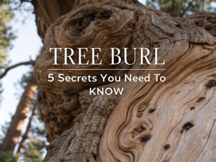 Where can I find burl wood?