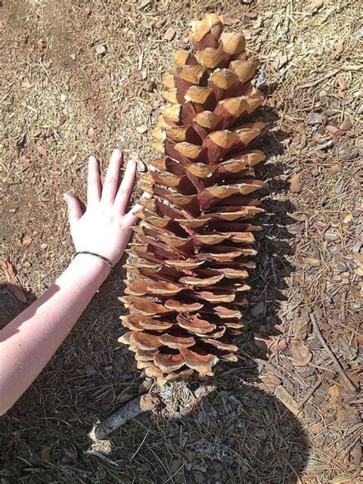 Where can I find sugar pine cones in California?