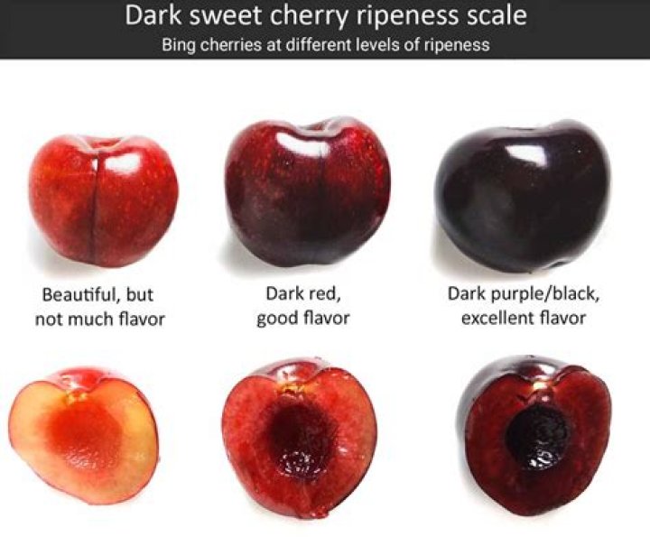 Where can I pick cherries in Vancouver?