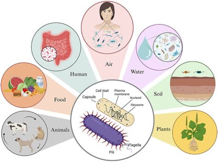 Where did the term germs come from?