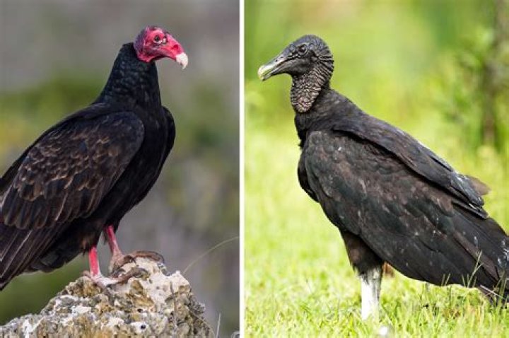 Where do buzzards have their babies?