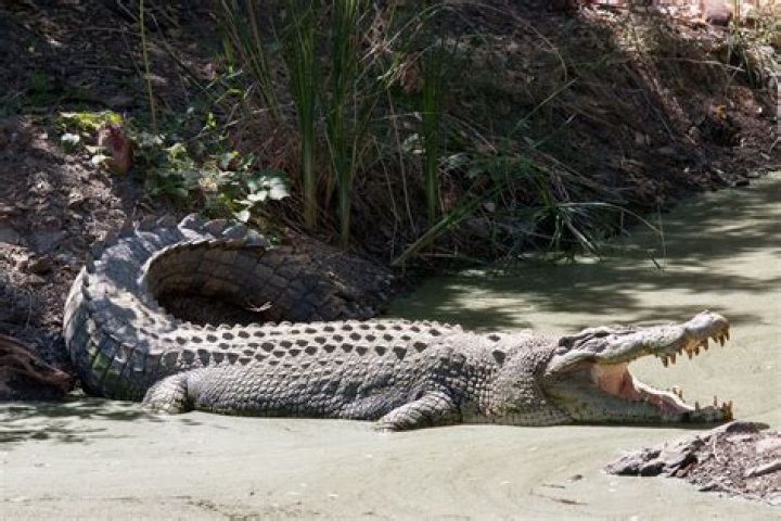 Where do crocodiles keep their young?