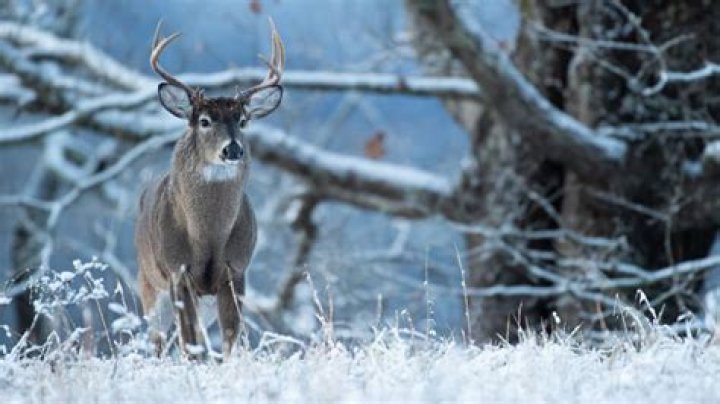 Where do deer go when it snows?
