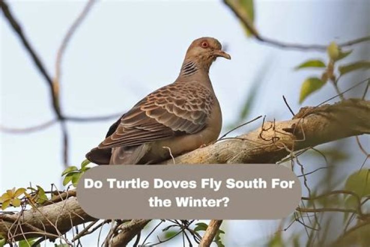 Where do doves go in the winter?