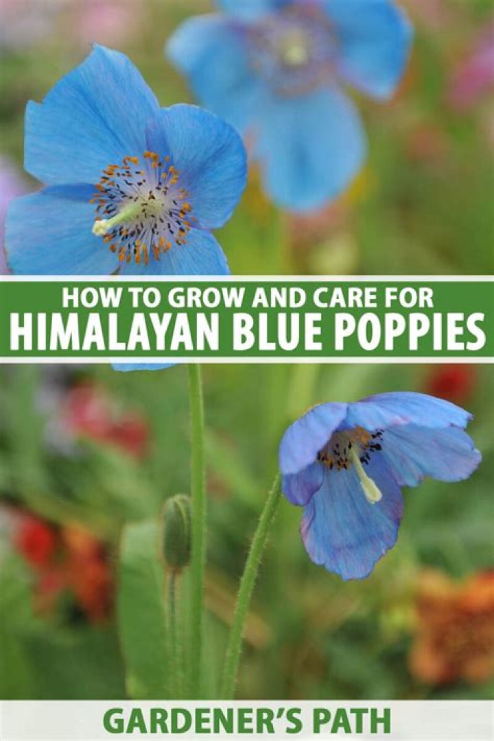 Where do Himalayan blue poppies grow?