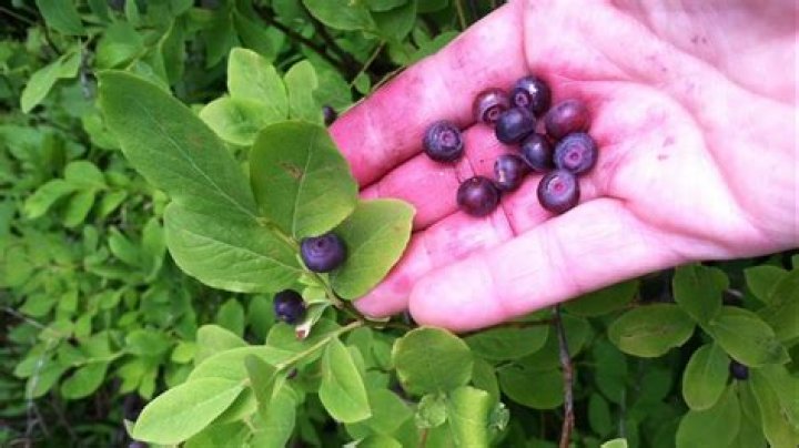 Where do huckleberries grow in Oregon?