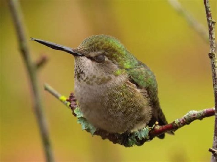 Where do hummingbirds sleep in the winter?