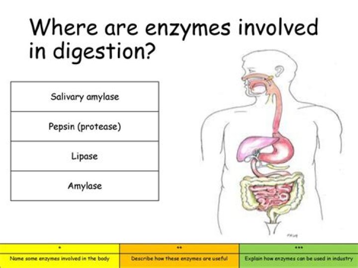 Where do lipase enzymes work?