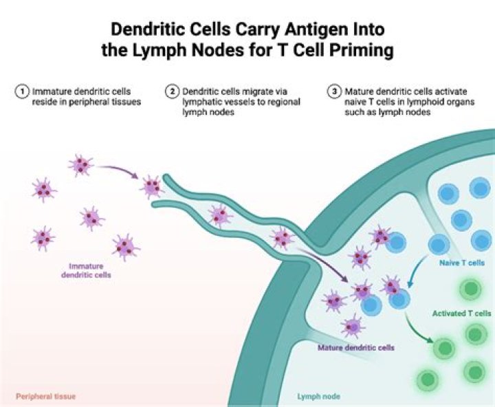 Where do lymphocytes encounter antigens?