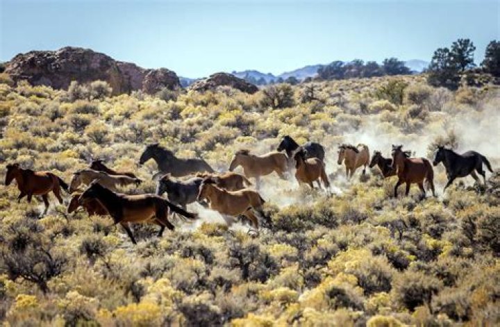Where do mustang horses live?