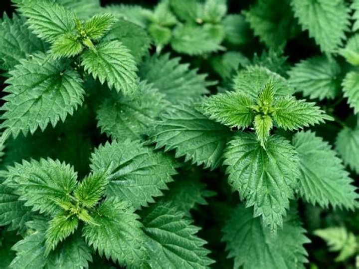 Where do Nettles like to grow?