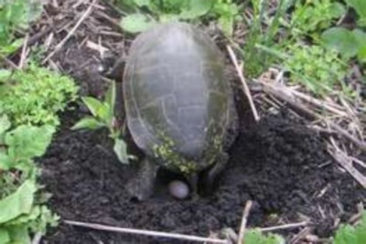 Where do Painted turtles lay their eggs?