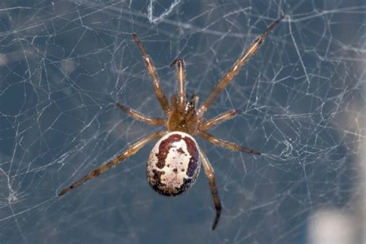 Where do spiders come from in my apartment?