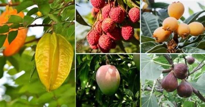 Where do star fruit trees grow?