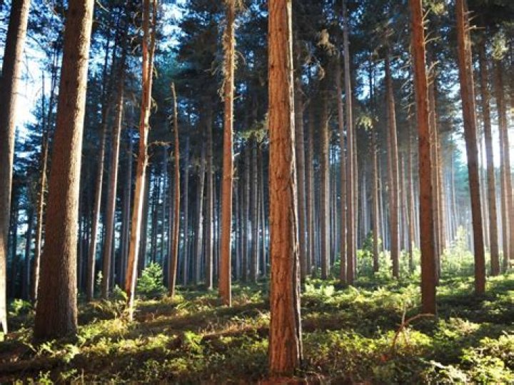 Where do sugar pines grow?