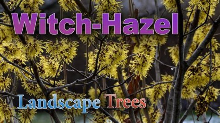 Where do witch hazel trees grow?