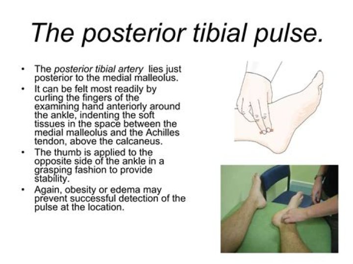 Where do you feel posterior tibial pulse?