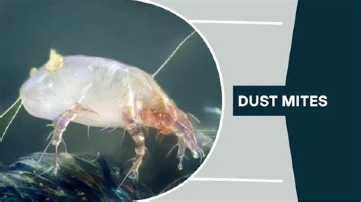 Where do you find dust mites?