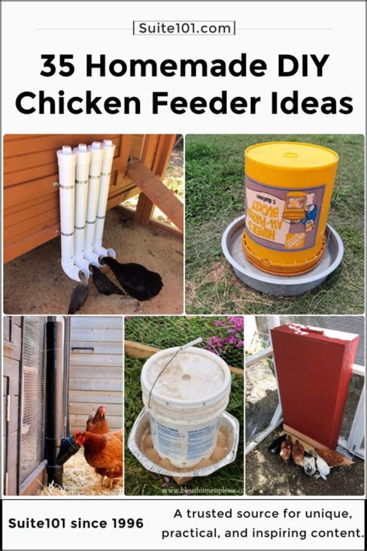 Where do you put a chicken feeder?