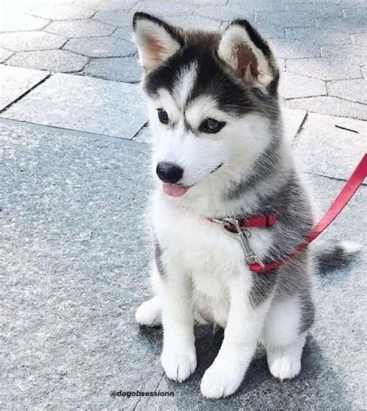 Where does a husky live?